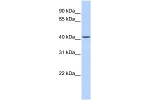 WB Suggested Anti-JMJD5 Antibody Titration:  0. (JMJD5 anticorps  (N-Term))
