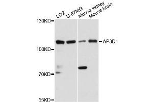 Western blot analysis of extracts of various cell lines, using AP3D1 antibody (ABIN6292609) at 1:3000 dilution.