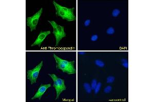 ABIN1781811 Immunofluorescence analysis of paraformaldehyde fixed HeLa cells, permeabilized with 0.