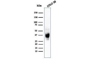 Western Blot Analysis of COLO-38 cell lysate using gp100 / Melanosome MAb (HMB45). (Melanoma gp100 anticorps)