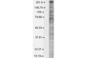Western Blot analysis of Monkey COS transient cell lysate showing detection of Nav1. (Nav1.8 anticorps  (AA 1724-1956) (PE))