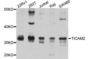 Western blot analysis of extracts of various cell lines, using TICAM2 antibody (ABIN5974888) at 1/1000 dilution. (TICAM2 anticorps)