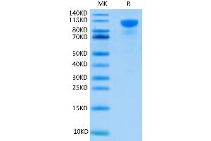 Human FGFR2 alpha (IIIb) on Tris-Bis PAGE under reduced condition.