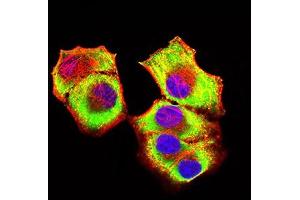 Immunofluorescence analysis of Hela cells using KAT2B mouse mAb (green).