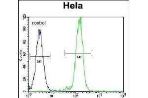 AKT2 Antibody (N-term) (ABIN391021 and ABIN2841191) flow cytometric analysis of Hela cells (right histogram) compared to a negative control cell (left histogram). (AKT2 anticorps  (N-Term))