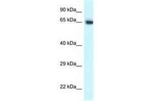 Image no. 1 for anti-Chaperonin Containing TCP1, Subunit 7 (Eta) (CCT7) (C-Term) antibody (ABIN6747670) (CCT7 anticorps  (C-Term))