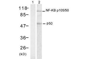 Western blot analysis of extract from HT-29 cells using NF-κB p105/p50 (Ab-337) antibody (E021017, Lane 1 and 2). (NFKB1 anticorps)