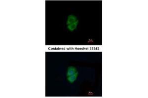 ICC/IF Image Immunofluorescence analysis of methanol-fixed A549, using Decorin, antibody at 1:200 dilution. (Decorin anticorps)