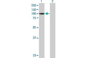 Western Blot analysis of AGBL2 expression in transfected 293T cell line by AGBL2 MaxPab polyclonal antibody. (AGBL2 anticorps  (AA 1-902))
