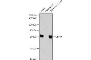 Immunoprecipitation analysis of 300 μg extracts of HeLa cells using 3 μg USP14 antibody (ABIN7271143). (USP14 anticorps)