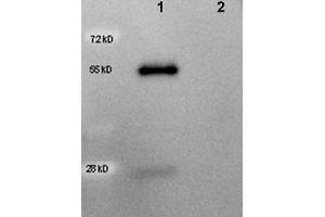 Western Blotting (WB) image for anti-Multiple Tag antibody (ABIN2669901) (Multiple Tag anticorps)