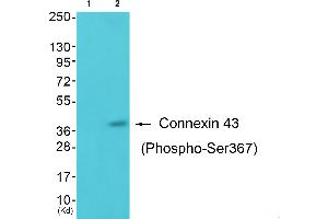 Western blot analysis of extracts from K562 cells, using Connexin43 (Phospho-Ser367) antibody. (Connexin 43/GJA1 anticorps  (pSer367))