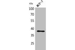 Western Blot analysis of MCF-7 cells using TPO Polyclonal Antibody. (Thrombopoietin anticorps  (Internal Region))