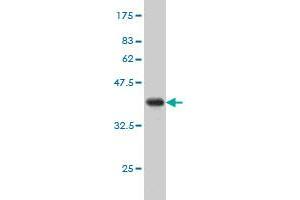 Western Blot detection against Immunogen (43.