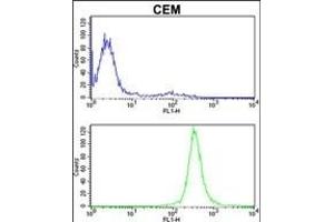 IT Antibody (Center) (ABIN389477 and ABIN2839539) flow cytometric analysis of CEM cells (bottom histogram) compared to a negative control cell (top histogram).