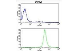 IT Antibody (Center) (ABIN389477 and ABIN2839539) flow cytometric analysis of CEM cells (bottom histogram) compared to a negative control cell (top histogram). (IMMT anticorps  (AA 438-467))