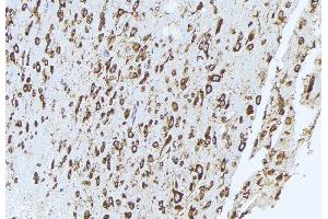 ABIN6272948 at 1/100 staining mouse brain tissue by IHC-P. (QSOX1 anticorps  (Internal Region))