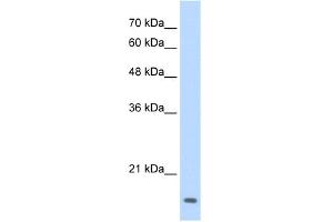 WB Suggested Anti-MAFG Antibody Titration:  0.