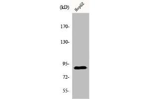 DYRK1A anticorps  (N-Term)