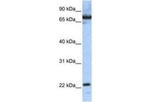 Image no. 1 for anti-SCAN Domain Containing 1 (SCAND1) (N-Term) antibody (ABIN6742626)