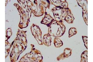 IHC image of ABIN7147514 diluted at 1:200 and staining in paraffin-embedded human placenta tissue performed on a Leica BondTM system.