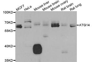 Western blot analysis of extracts of various cell lines, using ATG14 antibody (ABIN5975593) at 1/1000 dilution. (ATG14 anticorps)