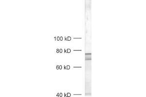 dilution: 1 : 1000, sample: crude synaptic vesicle fraction of rat brain (LP2) (RPH3A anticorps  (AA 671-684))