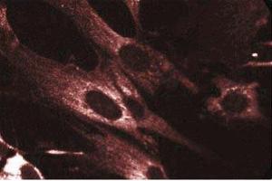 Immunofluorescent staining of WI-38 cells with anti-Akt antibody. (AKT1 anticorps)