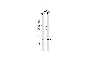 All lanes : Anti-RBX1 Antibody (C-term) at 1:1000 dilution Lane 1: HepG2 whole cell lysate Lane 2: 293 whole cell lysate Lysates/proteins at 20 μg per lane.