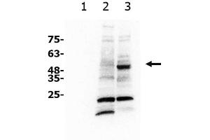 Western Blot of Rabbit anti-xCT antibody Western Blot of Rabbit anti-xCT antibody. (SLC7A11 anticorps)