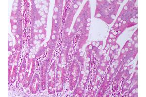 Anti-TGFA / TGF Alpha antibody IHC of human small intestine.