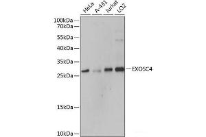 Western blot analysis of extracts of various cell lines using EXOSC4 Polyclonal Antibody at dilution of 1:3000. (EXOSC4 anticorps)