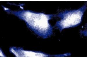 Immunofluorescence staining of human endothelial cells. (SNAP91 anticorps  (AA 706-896))