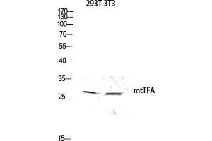 Western blot analysis of 293T 3T3 lysis using mtTFA antibody.