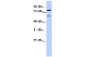 Image no. 1 for anti-Dual Specificity Phosphatase 8 (DUSP8) (AA 359-408) antibody (ABIN6743613) (DUSP8 anticorps  (AA 359-408))