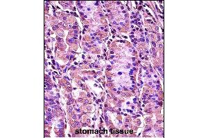 SYT1 Antibody (C-term) (ABIN657632 and ABIN2846628) immunohistochemistry analysis in formalin fixed and paraffin embedded human stomach tissue followed by peroxidase conjugation of the secondary antibody and DAB staining.