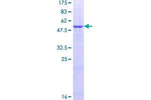 Image no. 1 for 5'-Nucleotidase, Ecto (CD73) (NT5E) (AA 28-264) protein (GST tag) (ABIN1313097)