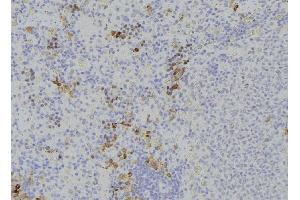 ABIN6273231 at 1/100 staining Human lymph node tissue by IHC-P. (DPP4 anticorps  (C-Term))