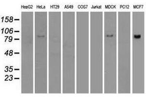 Image no. 8 for anti-B-Raf proto-oncogene, serine/threonine kinase (BRAF) antibody (ABIN1496961)