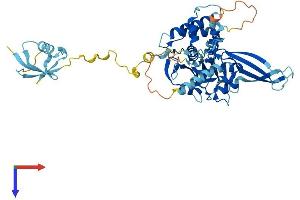 AlphaFold protein structure predicition of Human Recombinant USP14 Protein, UniprotID P54578