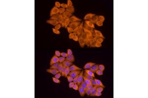 Immunofluorescence analysis of HeLa cells using MTAP Rabbit mAb (ABIN7268498) at dilution of 1:100 (40x lens). (MTAP anticorps)