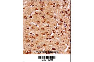Mouse Map2k7 Antibody immunohistochemistry analysis in formalin fixed and paraffin embedded mouse brain tissue followed by peroxidase conjugation of the secondary antibody and DAB staining. (MAP2K7 anticorps  (AA 206-233))