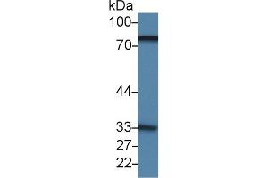 Detection of LTF in Gallus Lung lysate using Polyclonal Antibody to Lactoferrin (LTF)