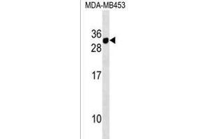 CD300E Antibody (Center) (ABIN1538447 and ABIN2838202) western blot analysis in MDA-M cell line lysates (35 μg/lane). (CD300E anticorps  (AA 48-76))