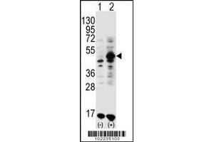 Western blot analysis of GDF9 using rabbit polyclonal GDF9 Antibody (M45) using 293 cell lysates (2 ug/lane) either nontransfected (Lane 1) or transiently transfected (Lane 2) with the GDF9 gene. (GDF9 anticorps  (N-Term))