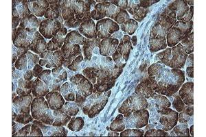 Image no. 1 for anti-Mitogen-Activated Protein Kinase 9 (MAPK9) antibody (ABIN1498927)