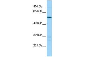 Host: Rabbit Target Name: Atp6v1b1 Sample Type: Mouse Testis lysates Antibody Dilution: 1. (ATP6V1B1 anticorps  (N-Term))