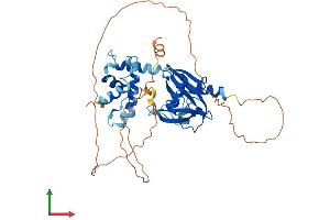 AlphaFold protein structure predicition of Human Recombinant DCP2 Protein, UniprotID Q8IU60