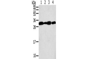 Western Blotting (WB) image for anti-Syntaxin 10 (STX10) antibody (ABIN2430911) (Syntaxin 10 anticorps)