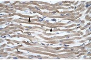 Immunohistochemical staining (Formalin-fixed paraffin-embedded sections) of human muscle with DLX2 polyclonal antibody  at 4-8 ug/mL working concentration. (DLX2 anticorps  (N-Term))